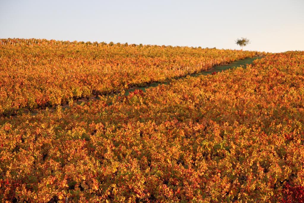 مبيت وإفطار Régnié Les Glycines - Domaine Gilles Coperet المظهر الخارجي الصورة