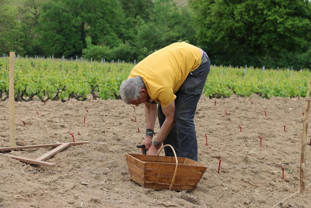 مبيت وإفطار Régnié Les Glycines - Domaine Gilles Coperet المظهر الخارجي الصورة